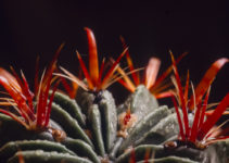 Ferocactus