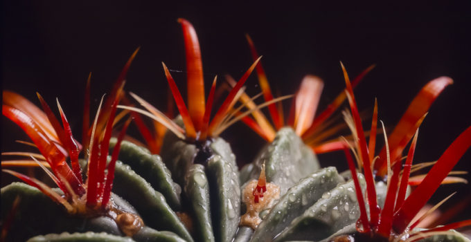 Ferocactus