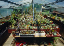 Der richtige Standort für Kakteen