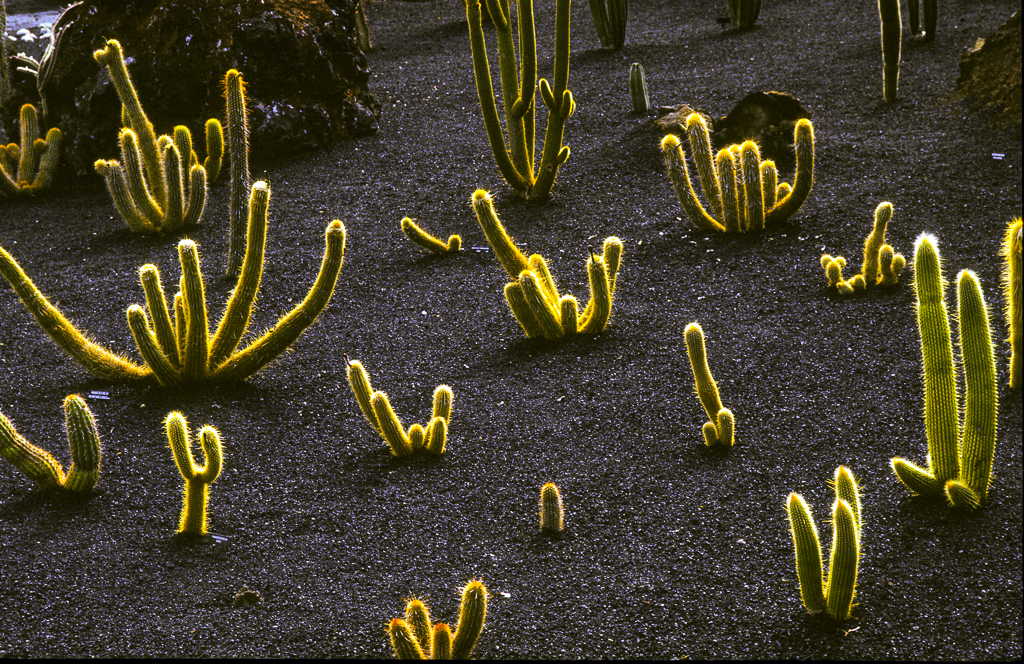 Säulenkakteen im Kakteengarten Lanzarote