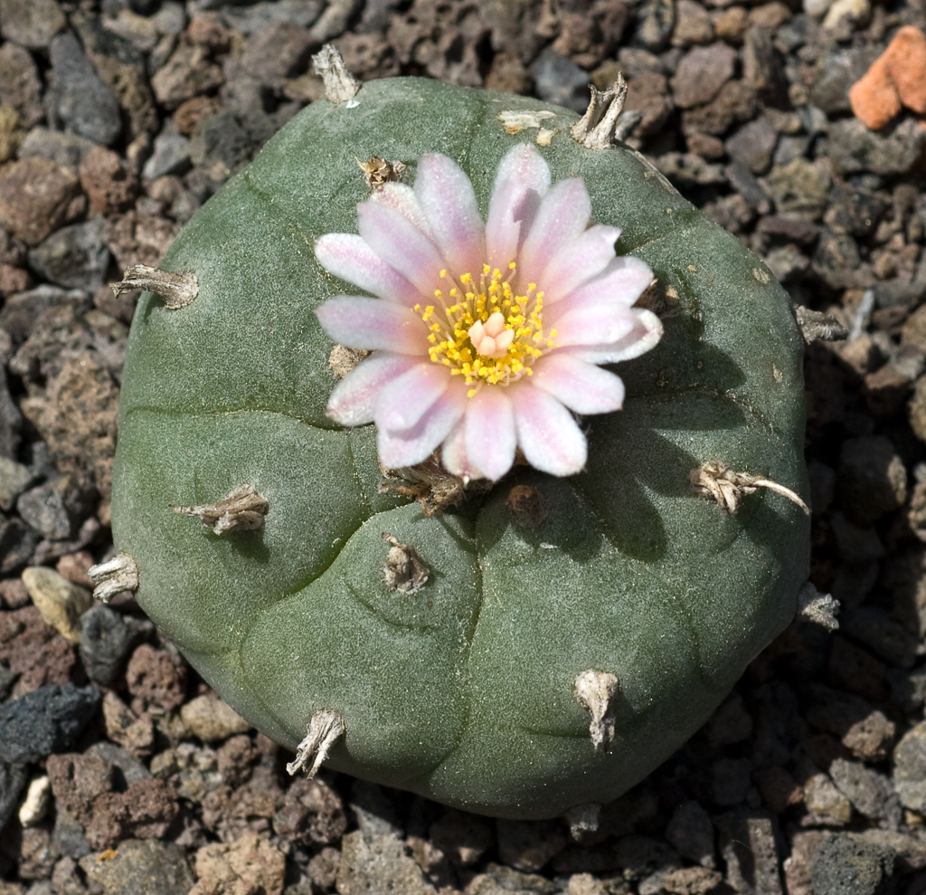 Lophophora williamsii mit Blüte