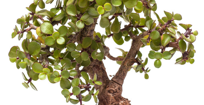 Portulacaria