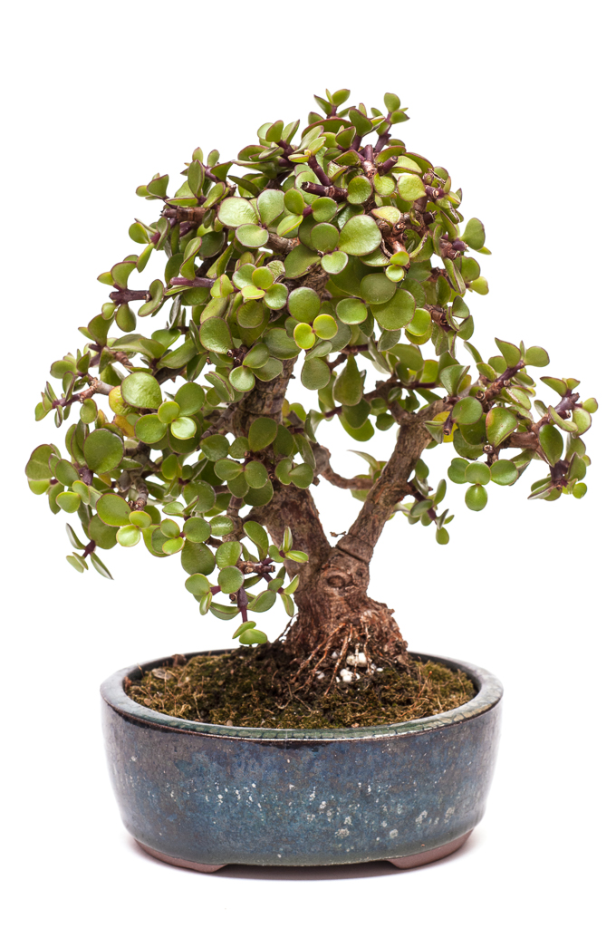 Portulacaria > Sukkulente > Gattung