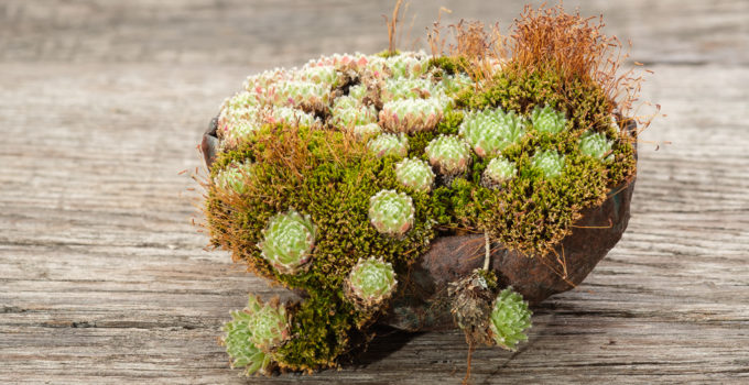 Sempervivum