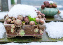 Kakteen im Winter pflegen