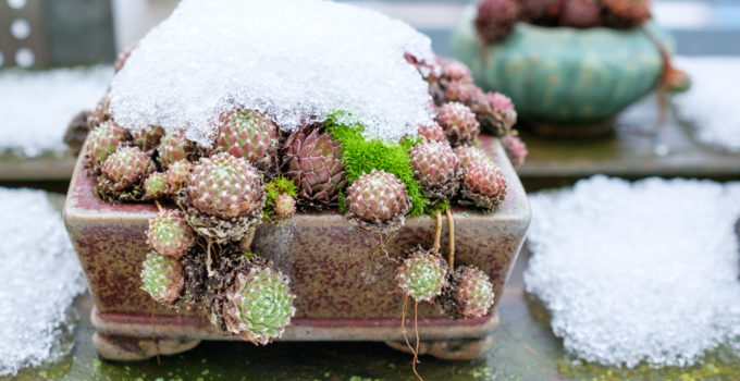 Kakteen im Winter pflegen