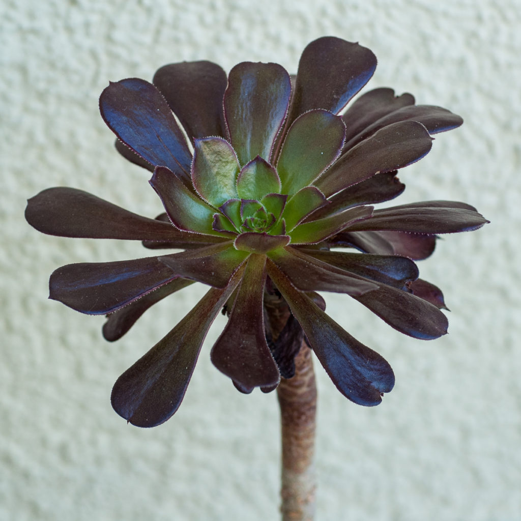 Aeonium rubrotinctum