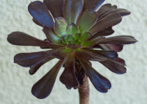 Aeonium