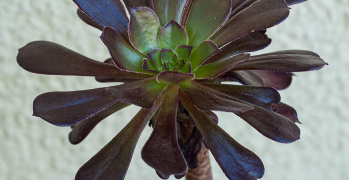 Aeonium