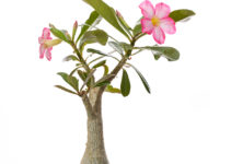 Adenium – Wüstenrose