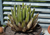 Agave