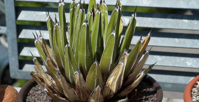 Agave