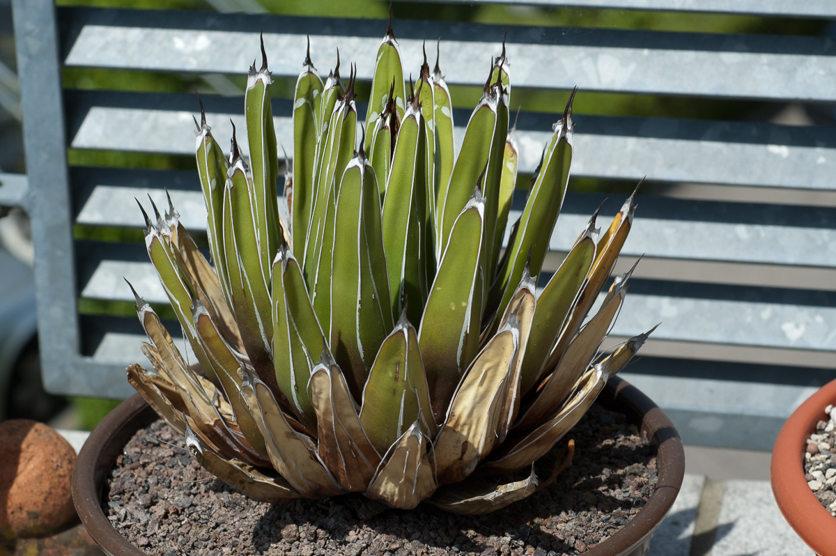 Agave > Sukkulente > Gattung