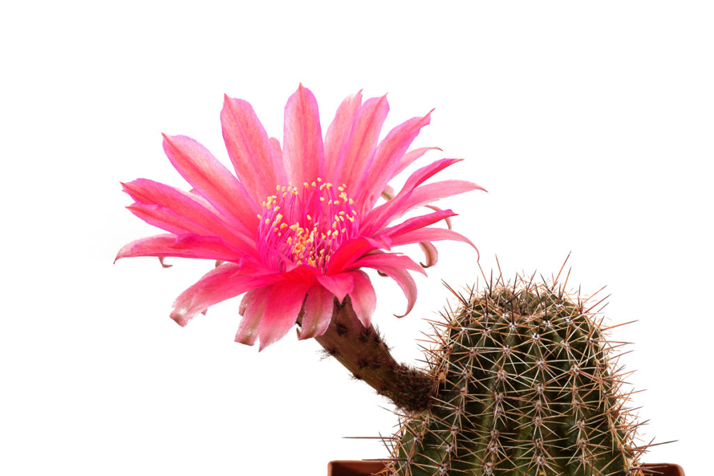 Echinopsis Hybride 334 Rubin von Muggensturm