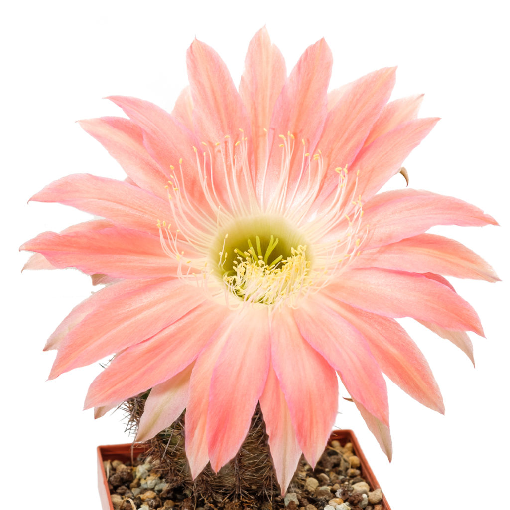 Echinopsis Hybride 366 Andenken an Fric