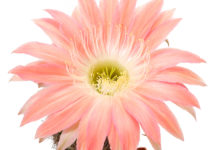 Echinopsis Hybriden Serie 300