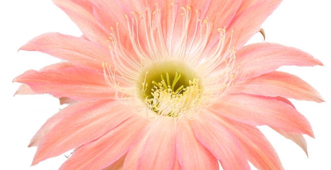 Echinopsis Hybriden Serie 300