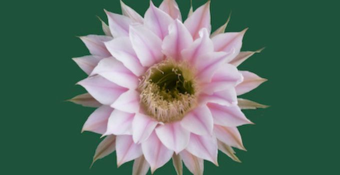 Echinopsis-Rheingold-Hybriden