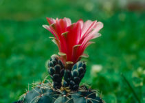 Gymnocalycium