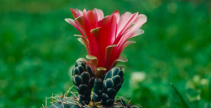 Gymnocalycium