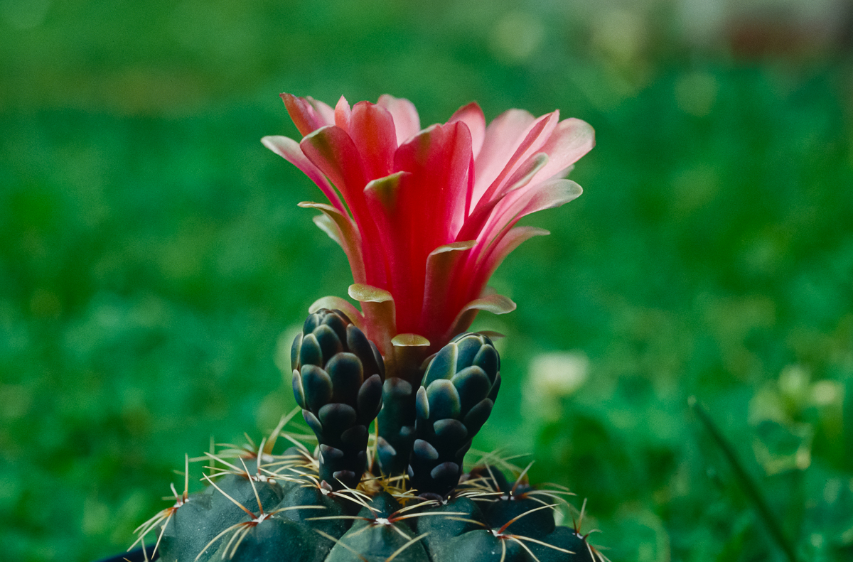 Gymnocalycium > Kaktus > Kakteen > Gattung