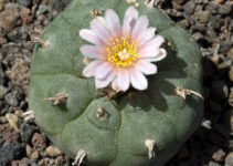 Lophophora