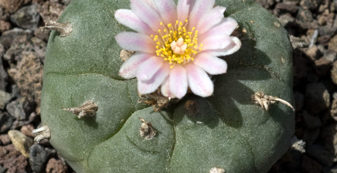 Lophophora