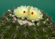 Notocactus