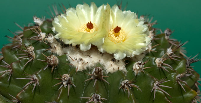 Notocactus