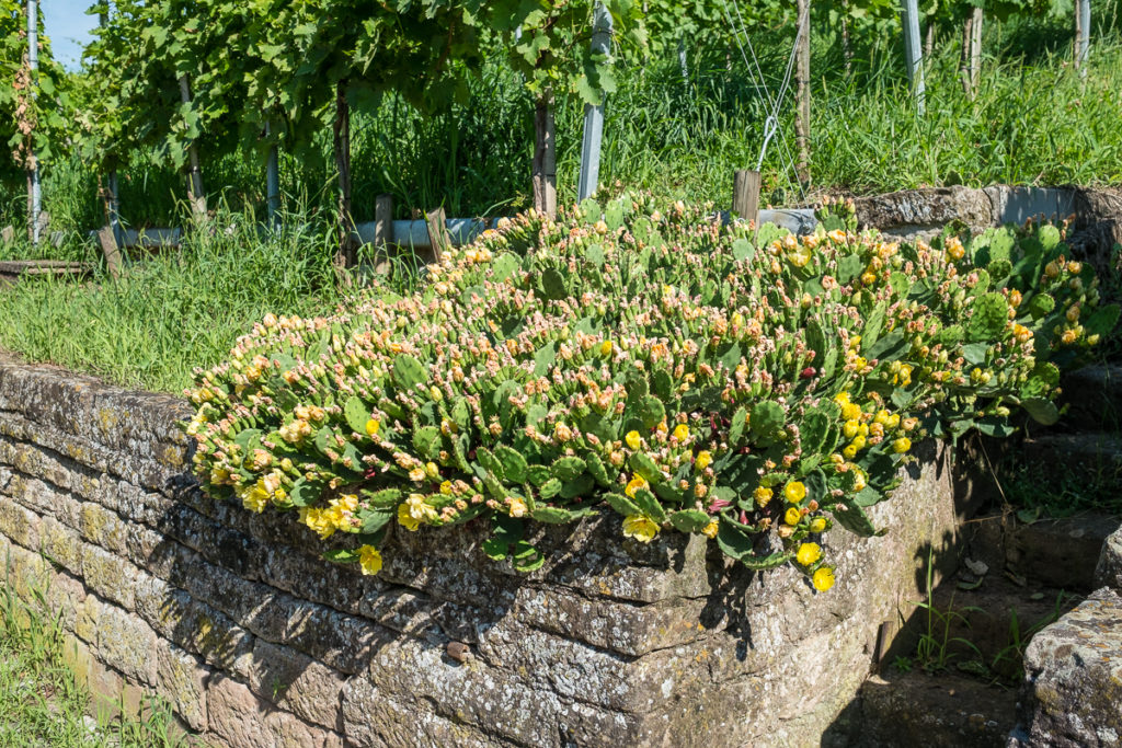 Opuntien im Weinberg