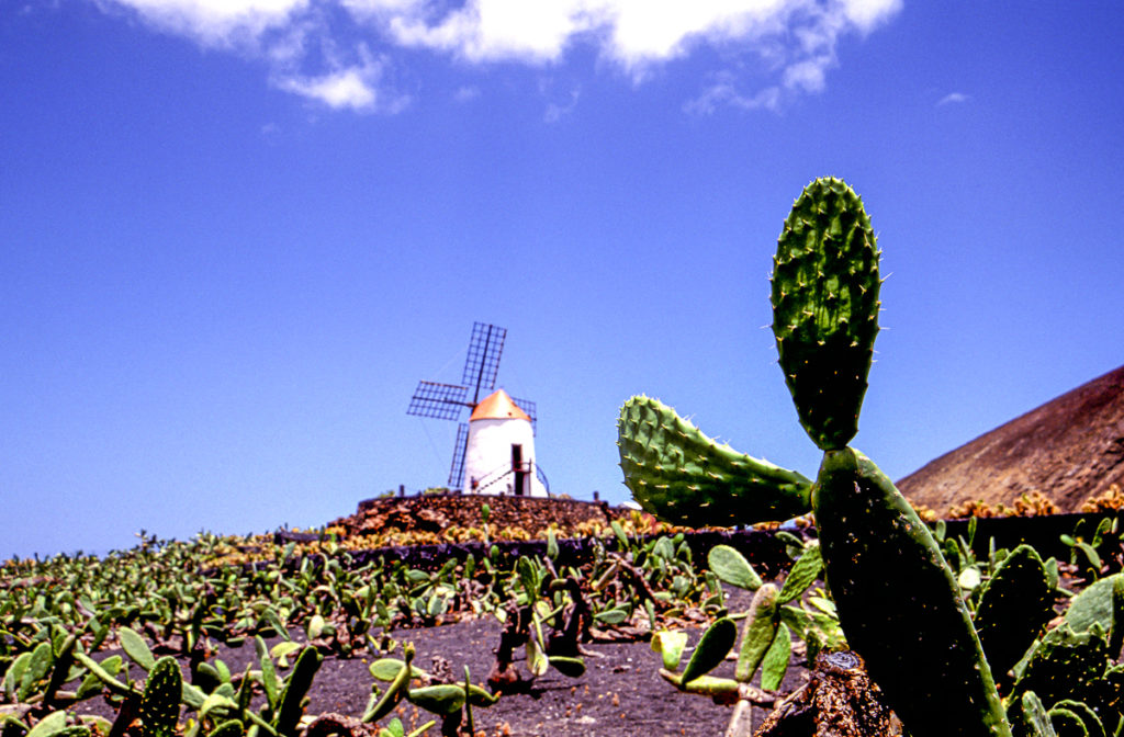 Opuntia ficus-indica