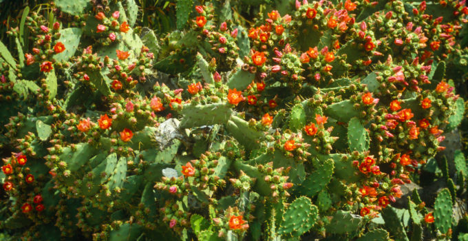 Opuntia