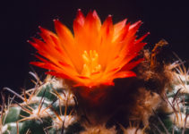 Parodia