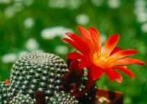 Rebutia