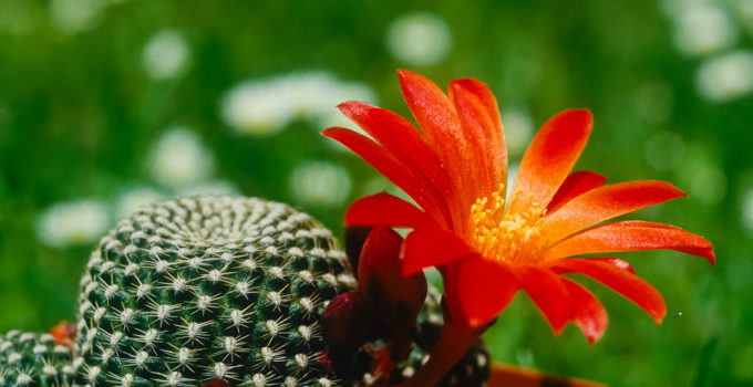 Rebutia