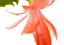 Schlumbergera – Weihnachtskaktus