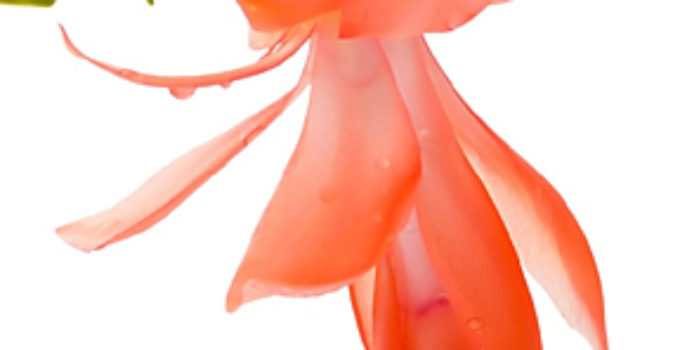 Zygocactus