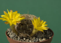 Sulcorebutia