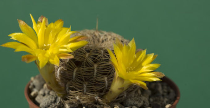 Sulcorebutia