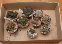 Neue Kakteen Sulcorebutia