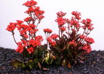 Kalanchoe