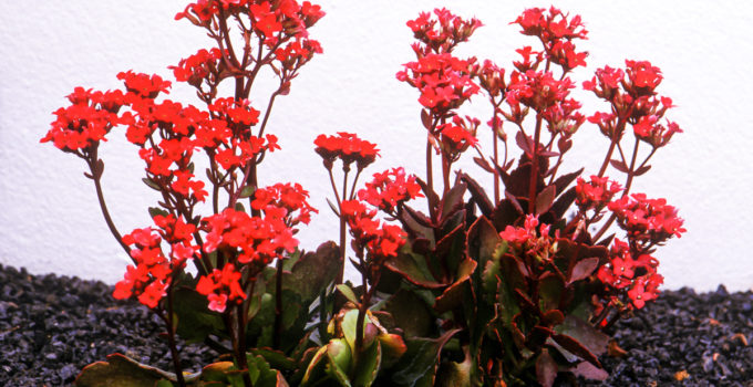 Kalanchoe