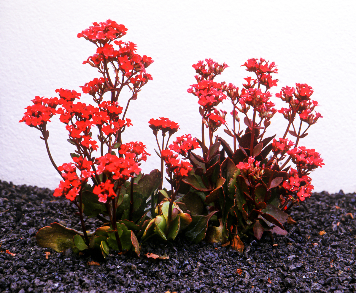 Kalanchoe > Sukkulente > Gattung
