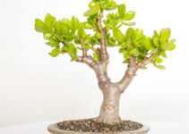 Crassula ovata als Bonsai – 1 umfassende Anleitung Crassula ovata als Bonsai – 1 umfassende Anleitung