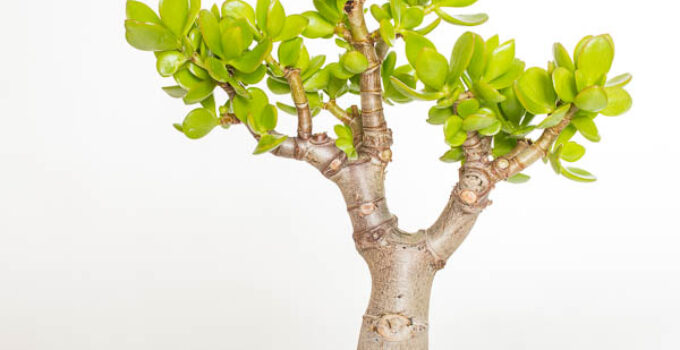 Crassula ovata als Bonsai – 1 umfassende Anleitung